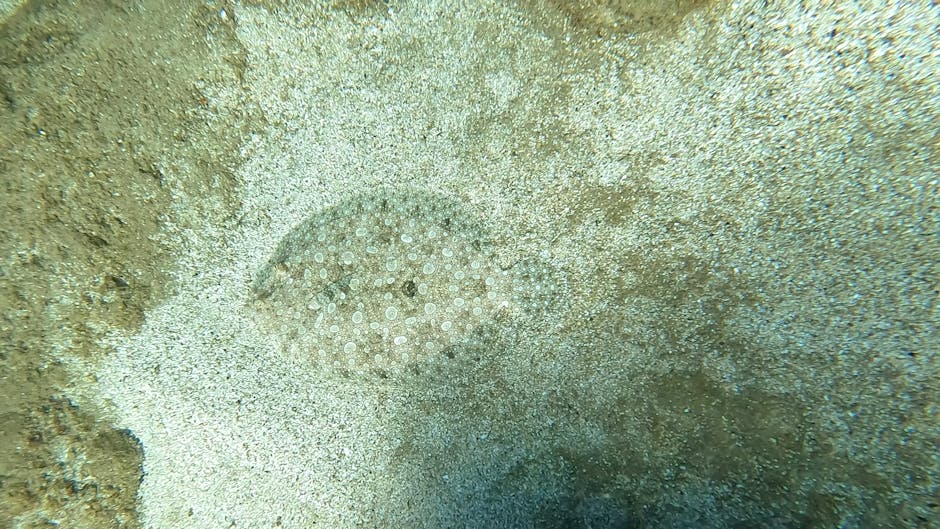 Close-up view of a sandy seafloor with a circular pattern of small white coral or marine invertebrates surrounded by a mixture of fine sand and small pebbles. The surface appears natural and undisturb